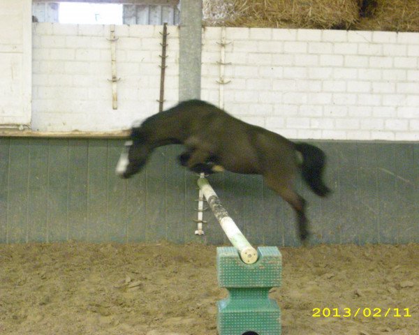 broodmare Josefine (Dt.Part-bred Shetland pony, 2010, from Lucky)