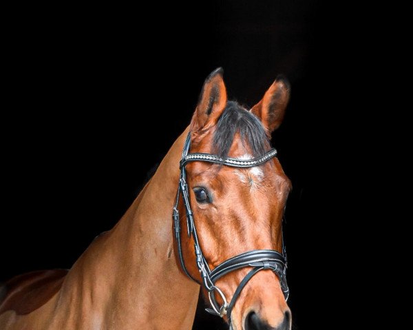 jumper Cascadello's Charly (German Sport Horse, 2016, from Cascadello)