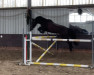 jumper Atlantic V (anglo european sporthorse, 2012, from Aramis Z)