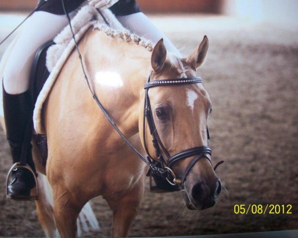 dressage horse Sternchen (German Riding Pony, 2005, from Danny Gold)
