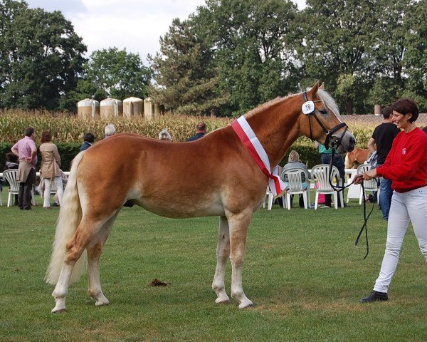 stallion Stanley Gold C (3,42% ox) (Edelbluthaflinger, 2014, from Sherlock Holmes C. (2,15% ox))