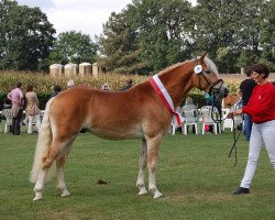 stallion Stanley Gold C (3,42% ox) (Edelbluthaflinger, 2014, from Sherlock Holmes C. (2,15% ox))