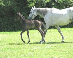 broodmare Pygmalian Rose (Westphalian, 2000, from Pygmalion)