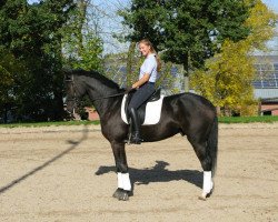 dressage horse Al Dimeola (Westphalian, 2008, from Arpeggio)