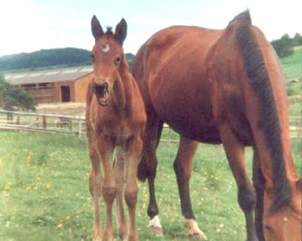 Zuchtstute Tamina (Württemberger, 1986, von Tiro)