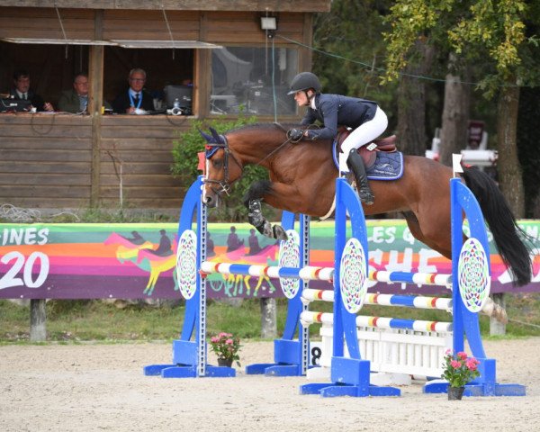 stallion Golden Boy Longane (Selle Français, 2016, from Contendro I)