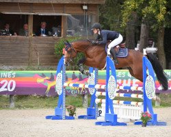 stallion Golden Boy Longane (Selle Français, 2016, from Contendro I)