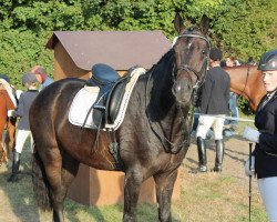 dressage horse Diamond's Dancer 3 (Hanoverian, 2009, from Diamond Hit)