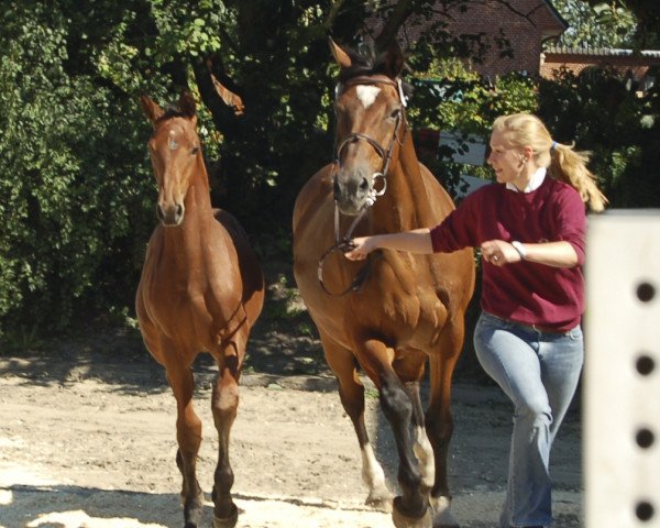 horse Zora VII (Holsteiner, 1985, from Capriccio)