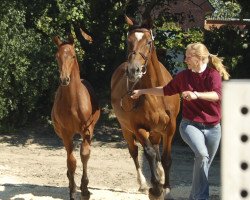 broodmare Zora VII (Holsteiner, 1985, from Capriccio)