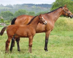 broodmare Penny-Lane (Württemberger, 1991, from Pageno xx)