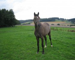 broodmare Quidam`s Qui vive (Hanoverian, 2004, from Quidam's Rubin)