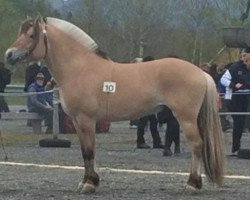 horse Romeo Løvehjerte (Fjord Horse, 2012, from Turbo Romeo N.2573)