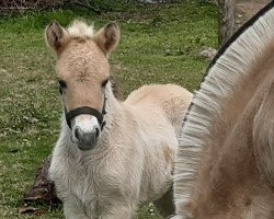 Pferd Rybak vom Töster Grund (Fjordpferd, 2022, von Turbo Romeo N.2573)