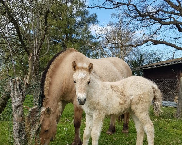 Pferd Lahja vom Töster Grund (Fjordpferd, 2022, von Turbo Romeo N.2573)