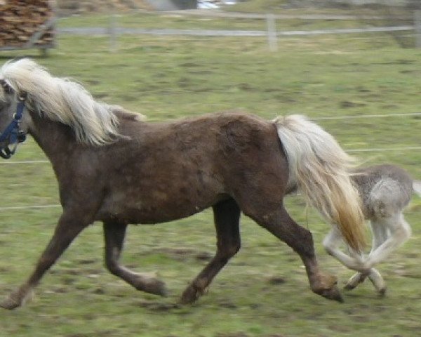 broodmare Farbenfroh's Jade (Dt.Part-bred Shetland pony, 2008, from Romario)