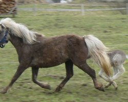 broodmare Farbenfroh's Jade (Dt.Part-bred Shetland pony, 2008, from Romario)