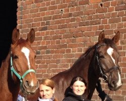 dressage horse Simbara KB (Westphalian, 2007, from Sir Donnerhall I)