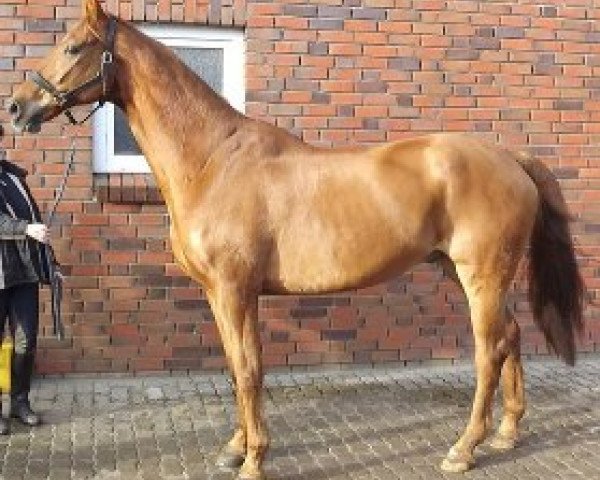 horse Wirbelwind (Hanoverian, 1995, from Westerland)