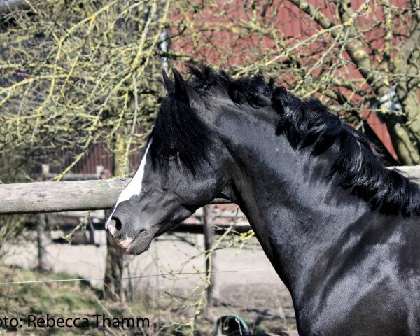 stallion Van Heinrich (German Riding Pony, 2002, from Van Gogh R)