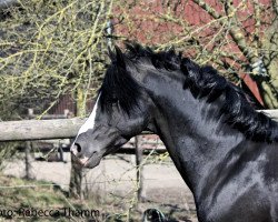 stallion Van Heinrich (German Riding Pony, 2002, from Van Gogh R)