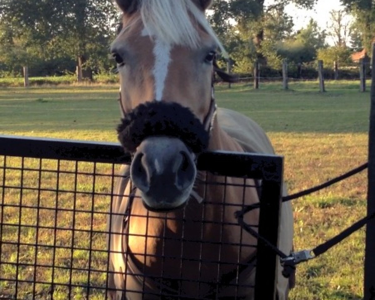 horse Albertine (1,66% ox) (Edelbluthaflinger, 2003, from Avantgarde (0,19% ox))