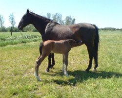 Pferd Erona (Holsteiner, 1990, von Lantaan)