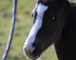 Springpferd Sergant Pepper (Westfale, 2013, von Sacre Coeur)