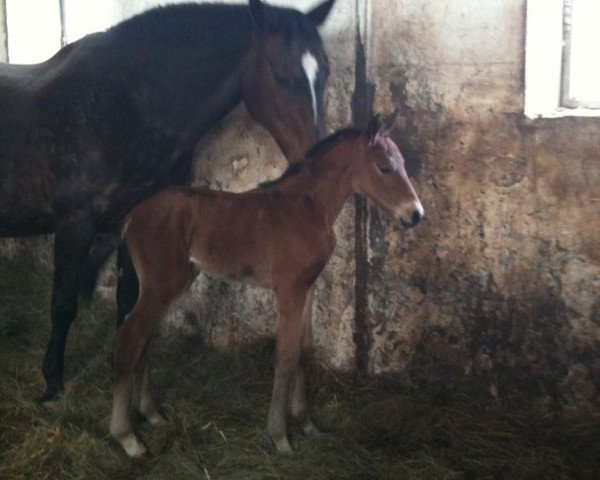 broodmare Caprice (Württemberger, 1989, from Cordeur)