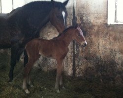 broodmare Caprice (Württemberger, 1989, from Cordeur)