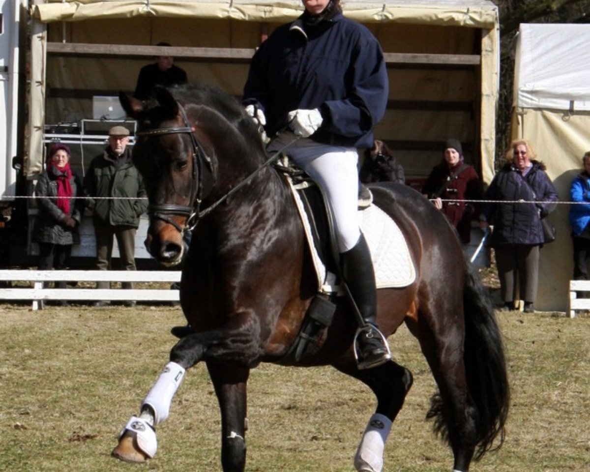 Deckhengst Sweet Affair (Trakehner, 2000, von Buddenbrock)