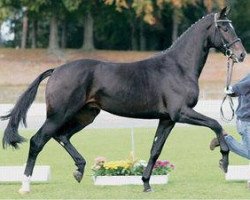 dressage horse Sotheby’s Dream (Oldenburg, 2005, from Sandro Hit)