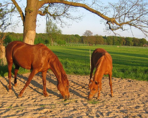 broodmare Cheyenne ox (Arabian, 1995)