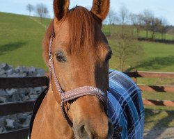 dressage horse Dschinn v.S. (German Riding Pony, 2001, from Don Quichotte A.T)