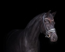 dressage horse Miss Moneypenny CV (Hanoverian, 2016, from E.H. Millennium)