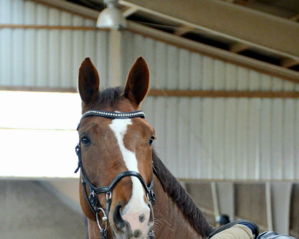 dressage horse Finess B 3 (German Sport Horse, 2014, from Foundation 2)