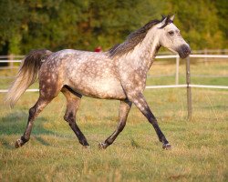 Springpferd Nele (Deutsches Reitpferd, 2005, von Nemo)