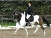 dressage horse Mäxchen 9 (Lewitzer, 1995, from Gotas B.482 x)