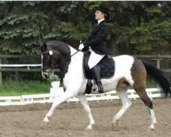 dressage horse Mäxchen 9 (Lewitzer, 1995, from Gotas B.482 x)