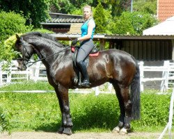 dressage horse Apropo 3 (Hanoverian, 1998, from Akatschi)