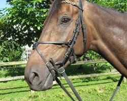 Pferd Gino 537 (Irish Sport Horse, 2001, von Gino III)