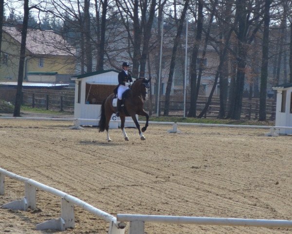 horse Perignon T (Oldenburg, 1995, from Plaisir d'Amour)