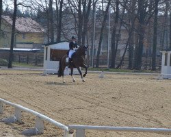 horse Perignon T (Oldenburg, 1995, from Plaisir d'Amour)