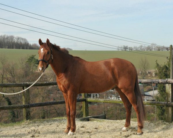 horse World Magic Wethog (Mecklenburg, 2007, from Wind Dancer)