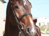 jumper Galiano Pkz (Belgian Warmblood, 2006, from Pkz Contact van de Heffinck)