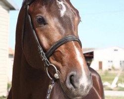 Springpferd Galiano Pkz (Belgisches Warmblut, 2006, von Pkz Contact van de Heffinck)