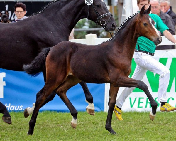 dressage horse Renesmee 11 (Westphalian, 2013, from Rock Forever NRW)