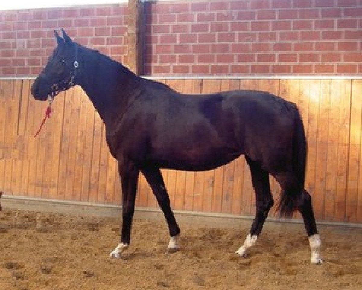 broodmare Oracle (Trakehner, 2007, from Gribaldi)