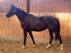 broodmare Oracle (Trakehner, 2007, from Gribaldi)