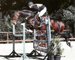 broodmare Landuna Z (Zangersheide riding horse, 2008, from Landjunge)